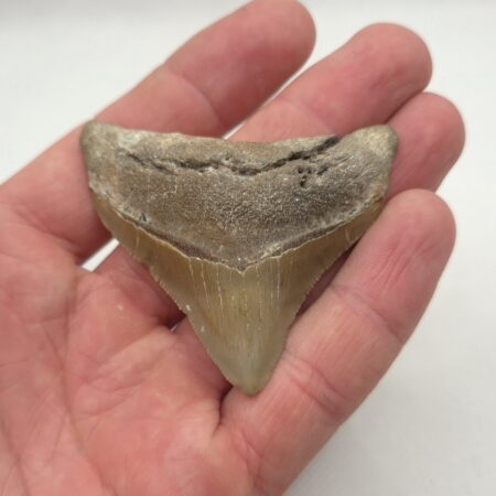 Kleiner, schöner Megalodon Haizahn