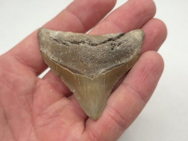 Kleiner, schöner Megalodon Haizahn