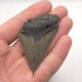 Haifischzahn Fossil