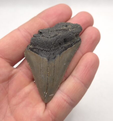 Haifischzahn Fossil