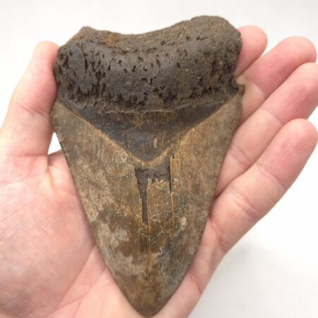 Megalodon Haizahn in braun