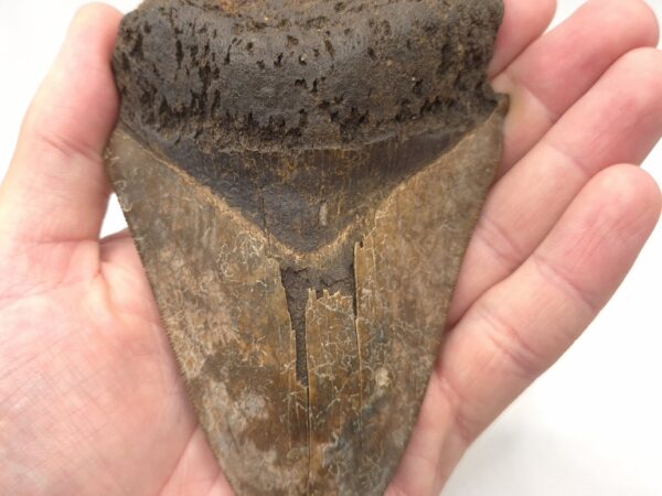 Megalodon Haizahn in braun