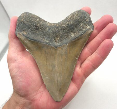 Megalodon Haizahn USA
