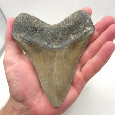 Megalodon Haizahn USA