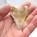 Indonesien Megalodon Haizahn