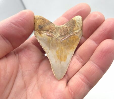 Indonesien Megalodon Haizahn
