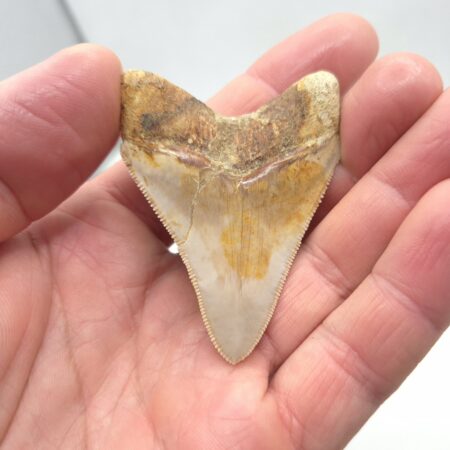 Indonesien Megalodon Haizahn