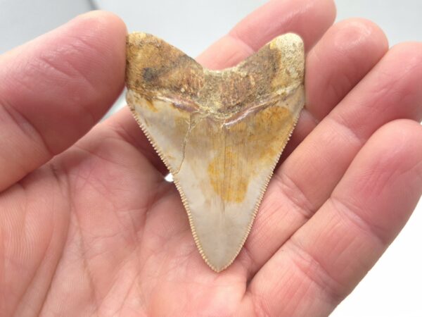 Indonesien Megalodon Haizahn