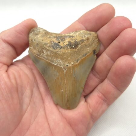 Haizahn Fossil Megalodon