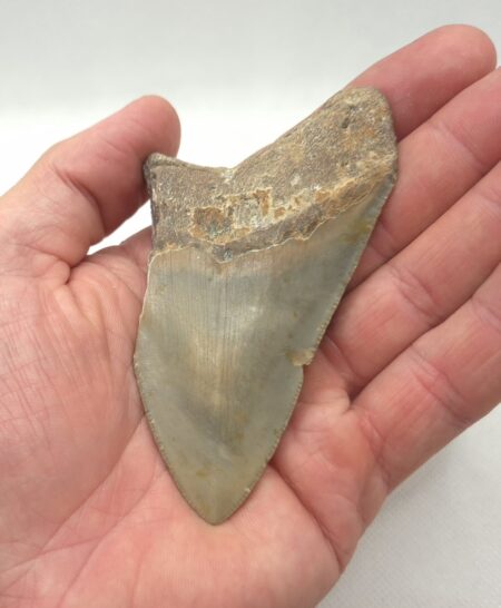 USA Haizahn Fossil