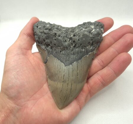 Megalodon USA