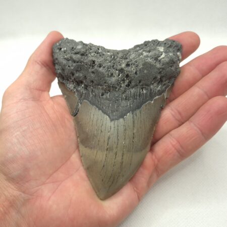 Megalodon USA