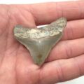 Otodus Megalodon