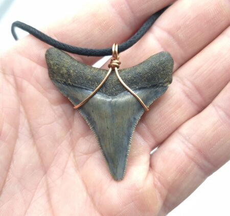 Sehr schöner Megalodon Haizahn als Halskette