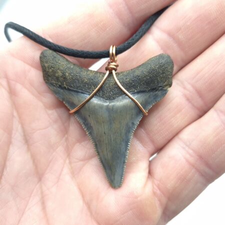 Sehr schöner Megalodon Haizahn als Halskette