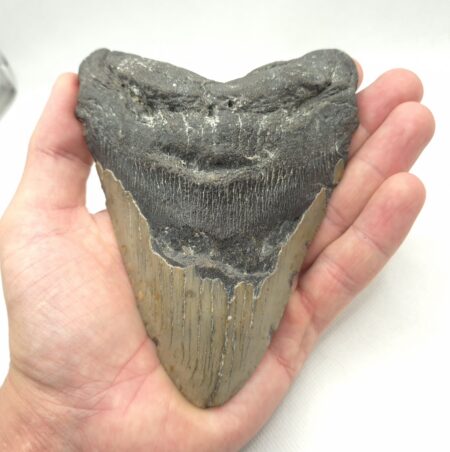 Megalodon Haizahn Fossilien