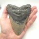 Megalodon Haizahn Fossilien