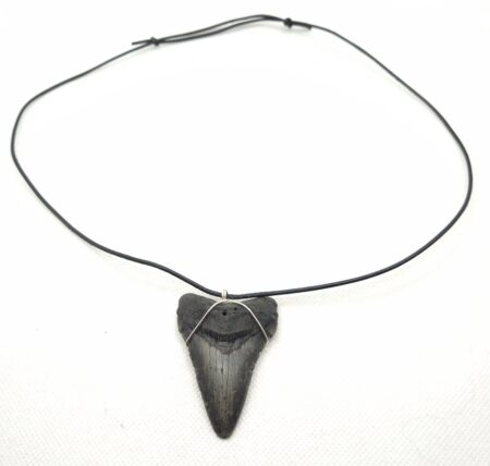 Megalodon Halskette