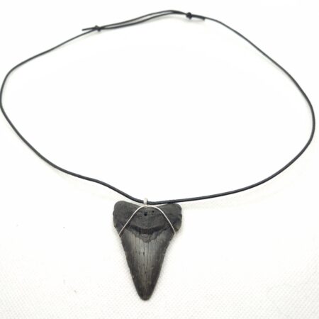 Megalodon Halskette