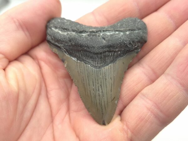 Wilmington in North Carolina