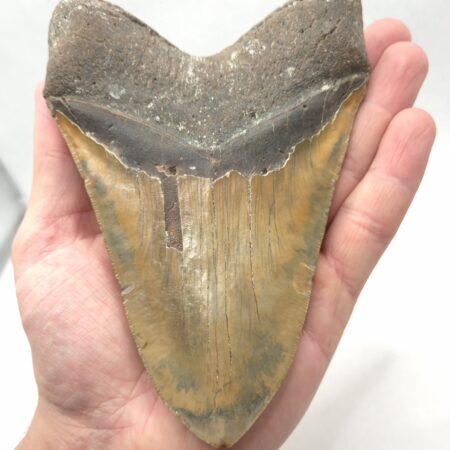 Gewaltiger Megalodon Haizahn