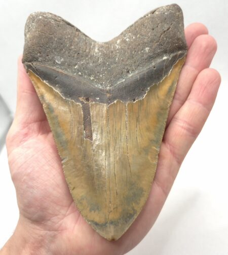 Gewaltiger Megalodon Haizahn