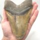Gewaltiger Megalodon Haizahn