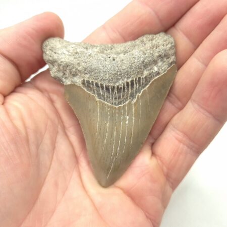Fossil