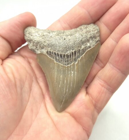 Fossil