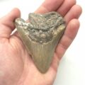 North Carolina USA