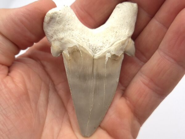 Marokko Otodus obliquus