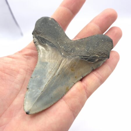 Sehr schöner Megalodon Haizahn