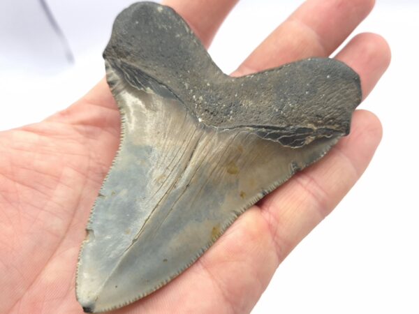 Sehr schöner Megalodon Haizahn