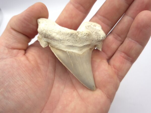 Otodus Obliquus Haizahn