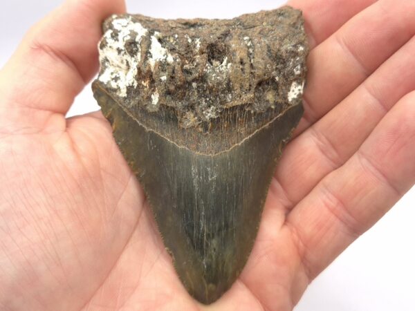 Polillo Island Philippines