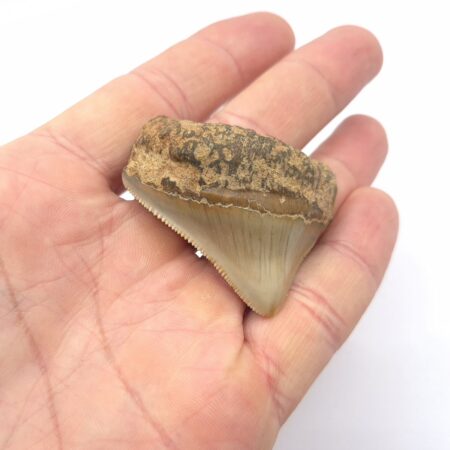 Megalodon Haizahn aus Indonesien