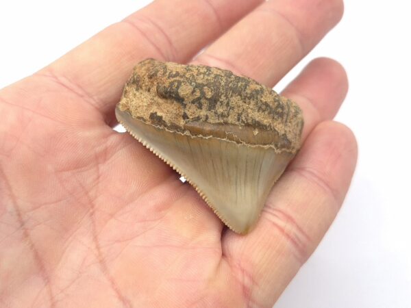 Megalodon Haizahn aus Indonesien