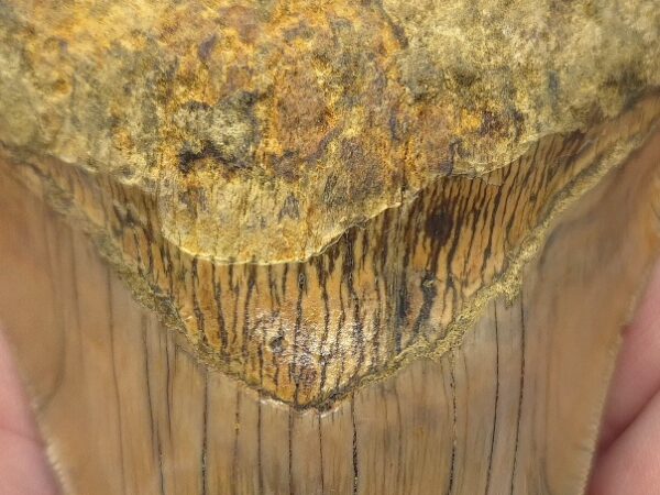 Traumhaft schöne Bourlette