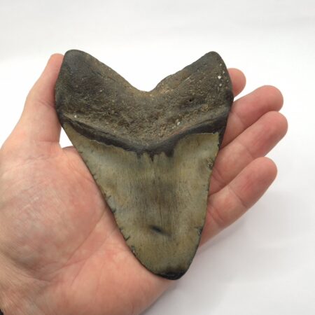 Megalodon Haizahn mit Echtheitszertifikat
