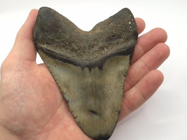 Megalodon Haizahn mit Echtheitszertifikat