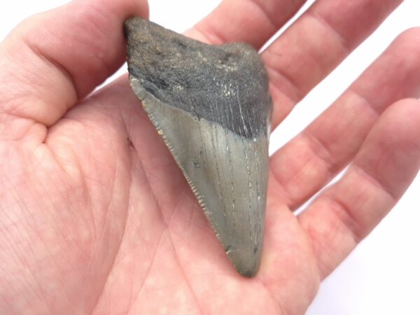 Megalodon Haizahn mit Echtheitszertifikat