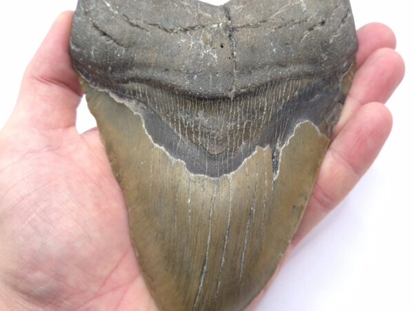 Beeindruckender Megalodon Haizahn