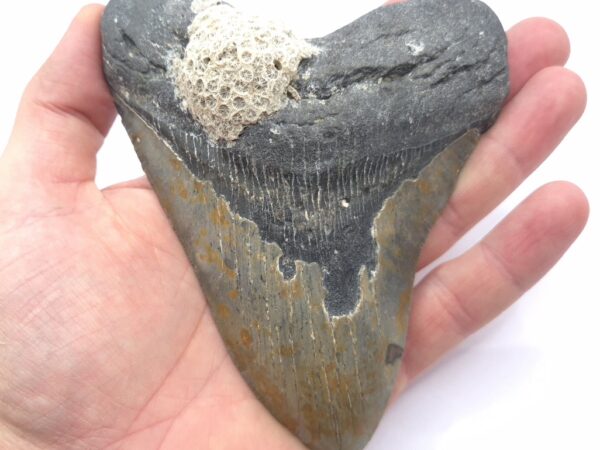 Anhaftungen aus dem Meer