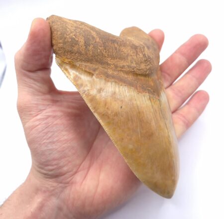 Gewaltiger und schöner Megalodon Haizahn