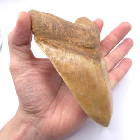 Gewaltiger und schöner Megalodon Haizahn