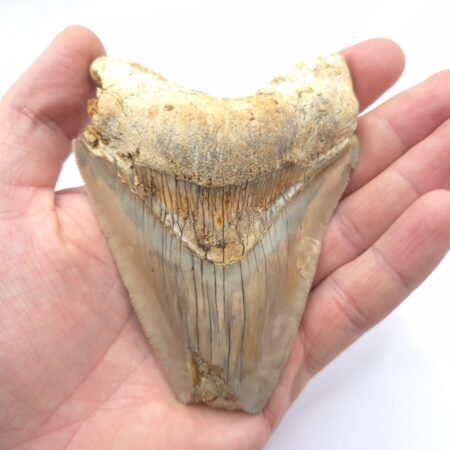 Scharf gezackt an der Schneide