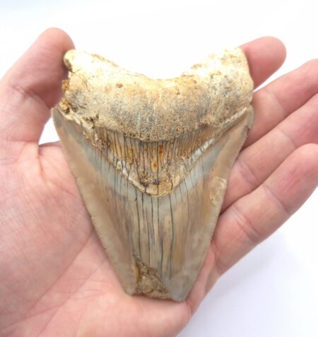 Scharf gezackt an der Schneide