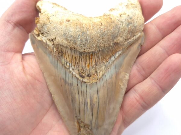 Scharf gezackt an der Schneide