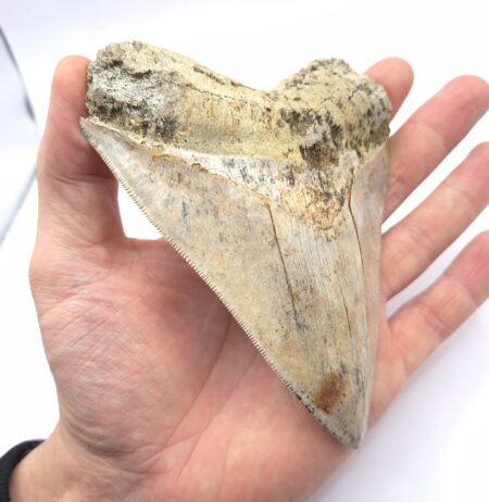 Extrem scharf gezackt