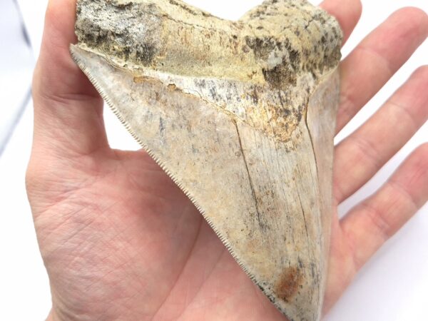 Extrem scharf gezackt